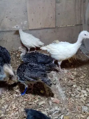 8 Week Or 2 Months Hybrid Turkey