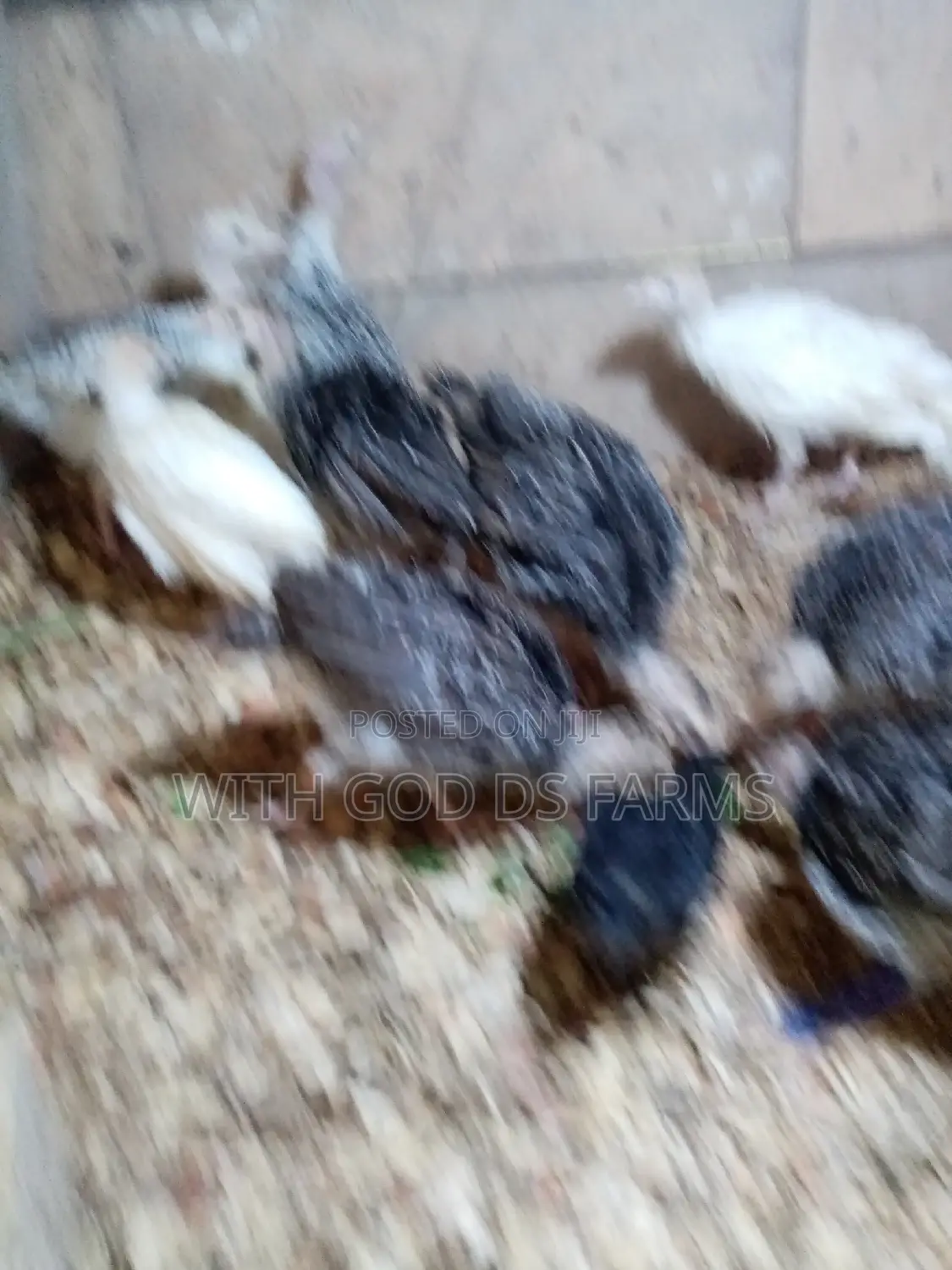 8 Week Or 2 Months Hybrid Turkey