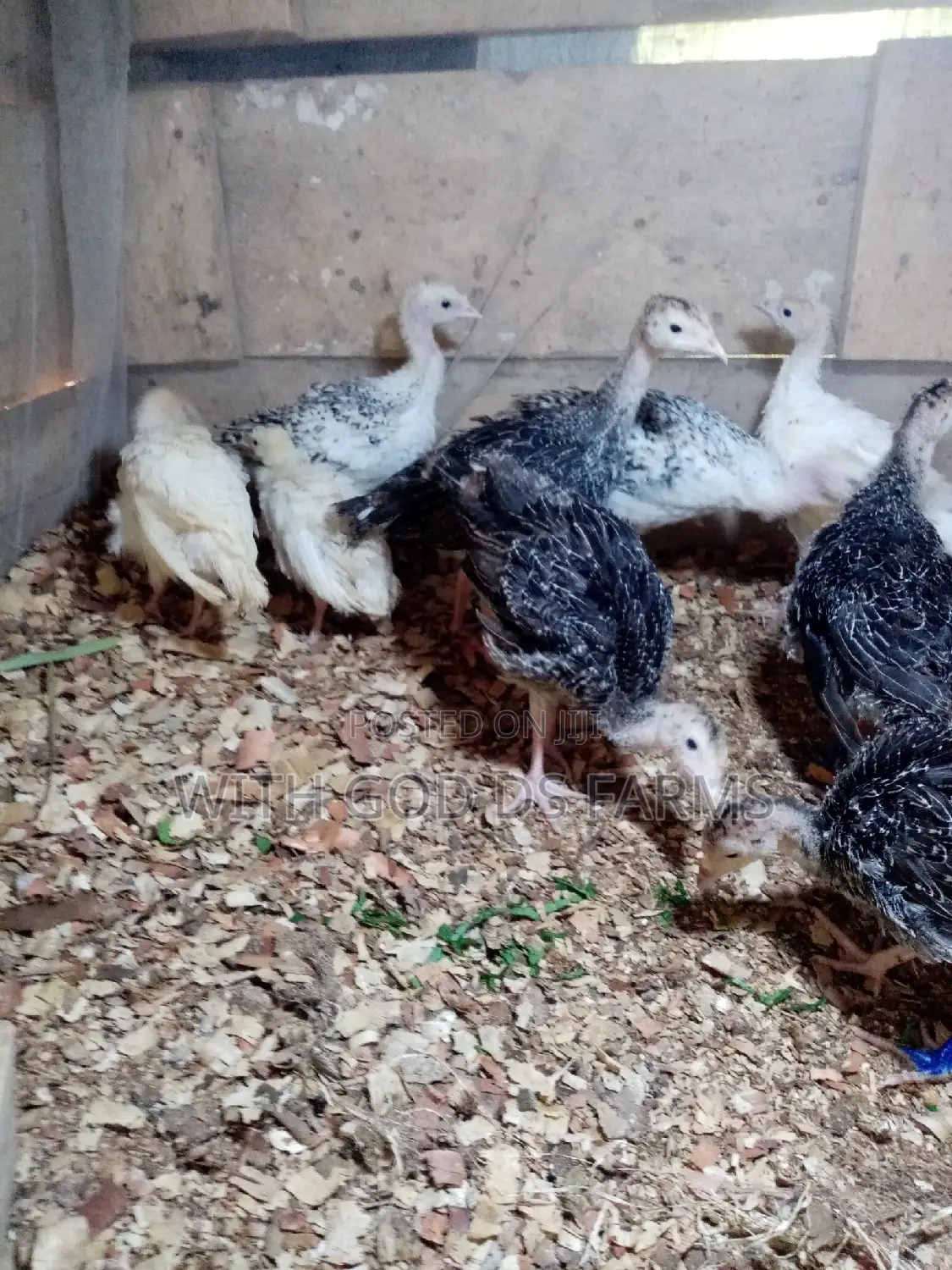 8 Week Or 2 Months Hybrid Turkey