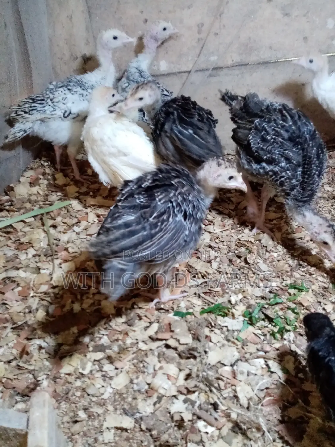 8 Week Or 2 Months Hybrid Turkey