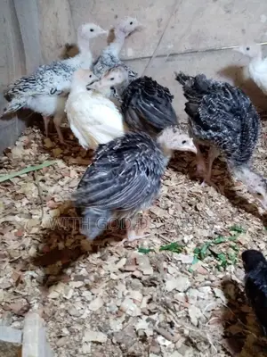 8 Week Or 2 Months Hybrid Turkey