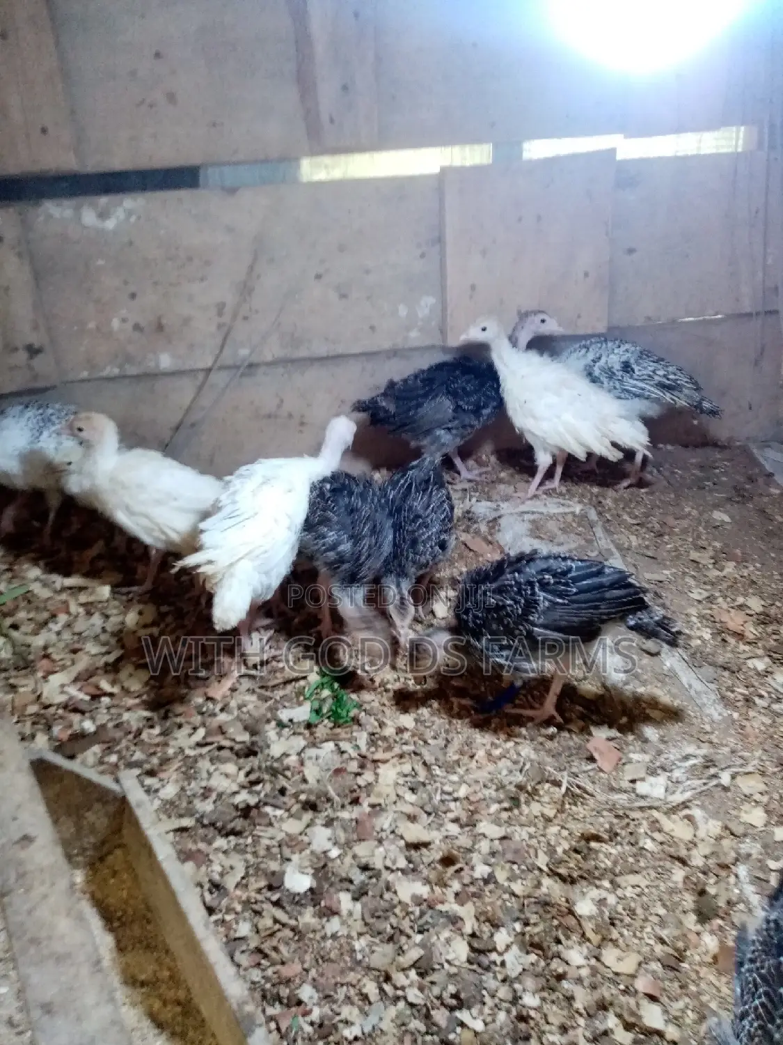 8 Week Or 2 Months Hybrid Turkey