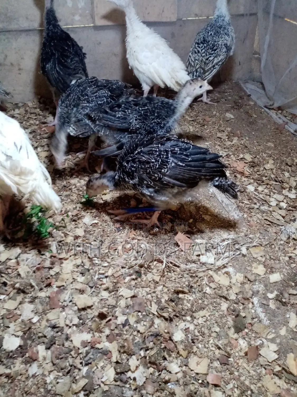 8 Week Or 2 Months Hybrid Turkey
