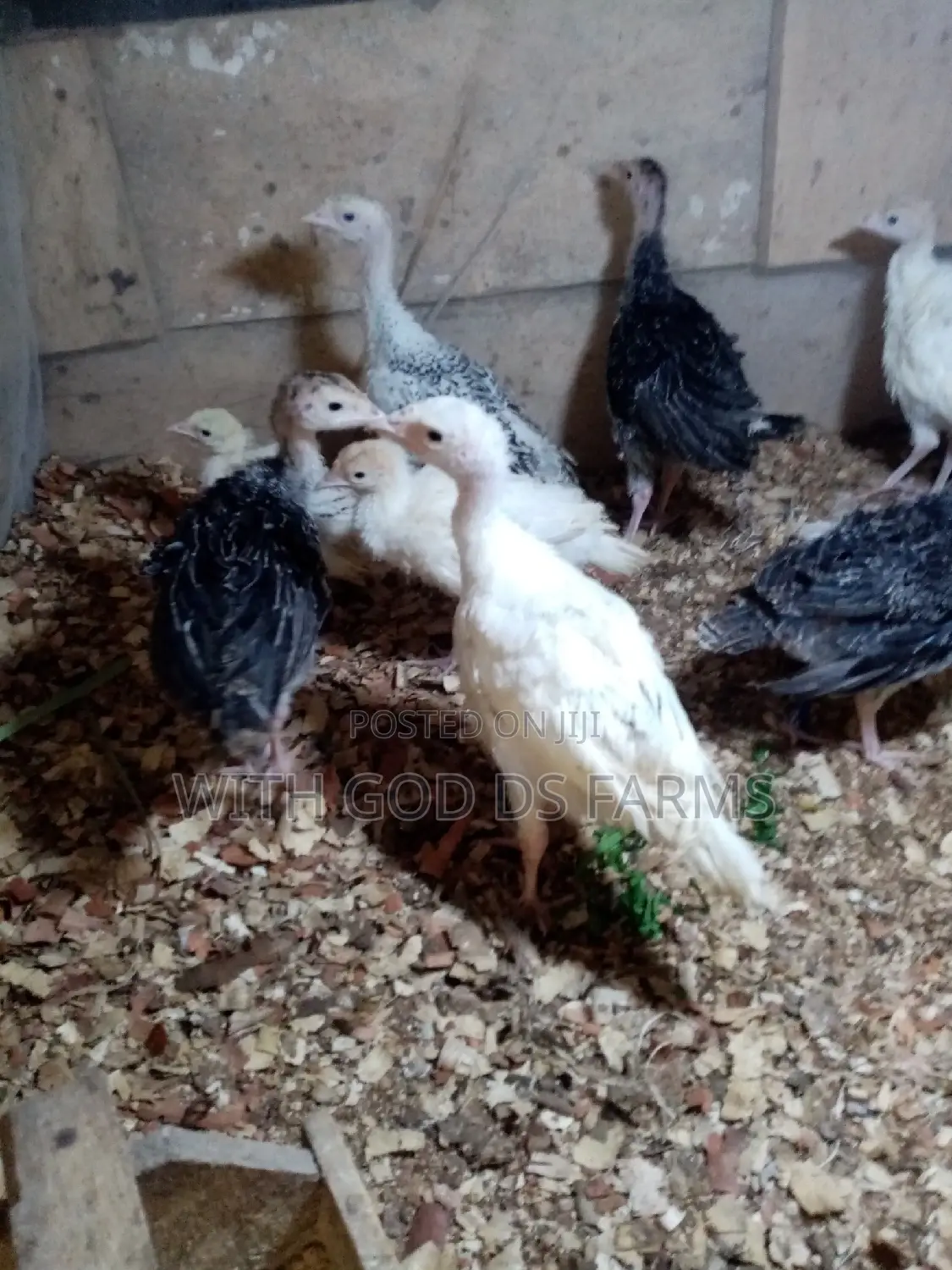 8 Week Or 2 Months Hybrid Turkey
