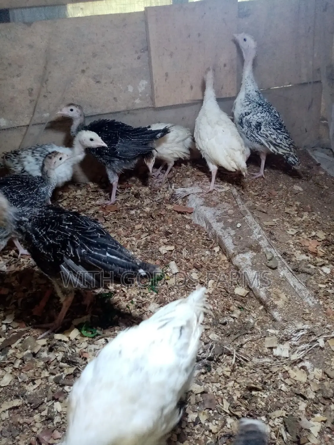 8 Week Or 2 Months Hybrid Turkey