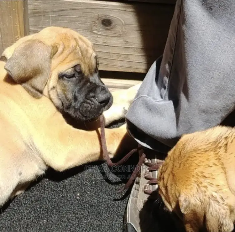 1-3 months Female Purebred Boerboel