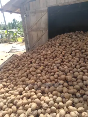Dry De- Husked Coconuts