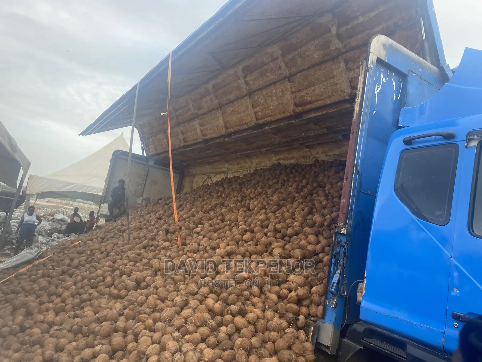 Dry De- Husked Coconuts