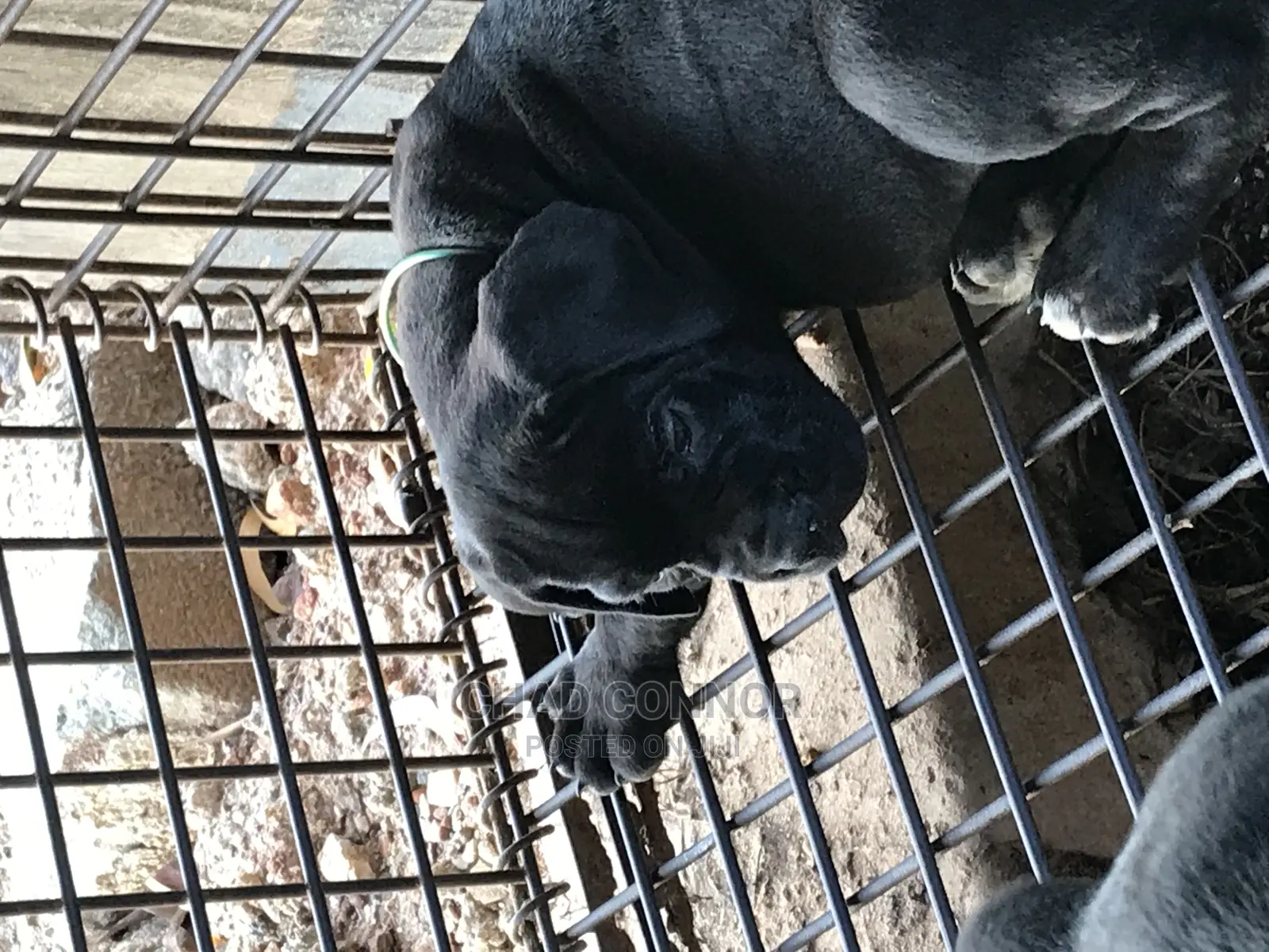 1-3 months Female Purebred Cane Corso