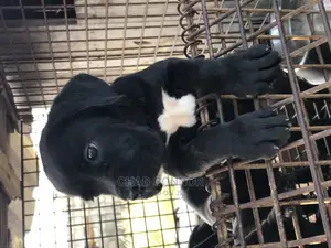 1-3 months Female Purebred Cane Corso