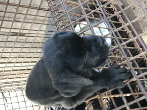 1-3 months Female Purebred Cane Corso