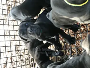 1-3 months Female Purebred Cane Corso