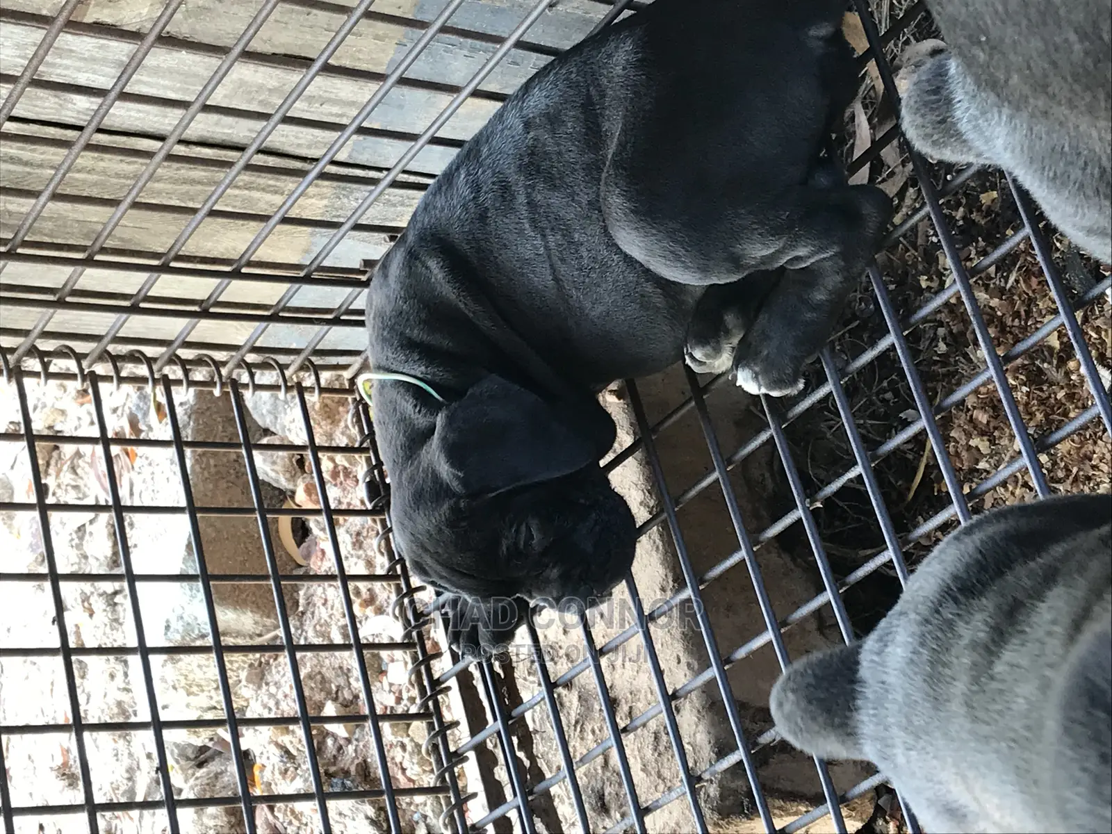 1-3 months Female Purebred Cane Corso