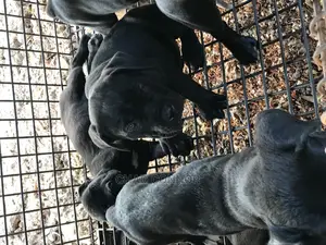 1-3 months Female Purebred Cane Corso