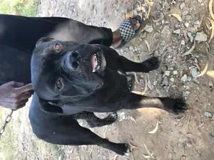 1+ year Male Purebred Cane Corso