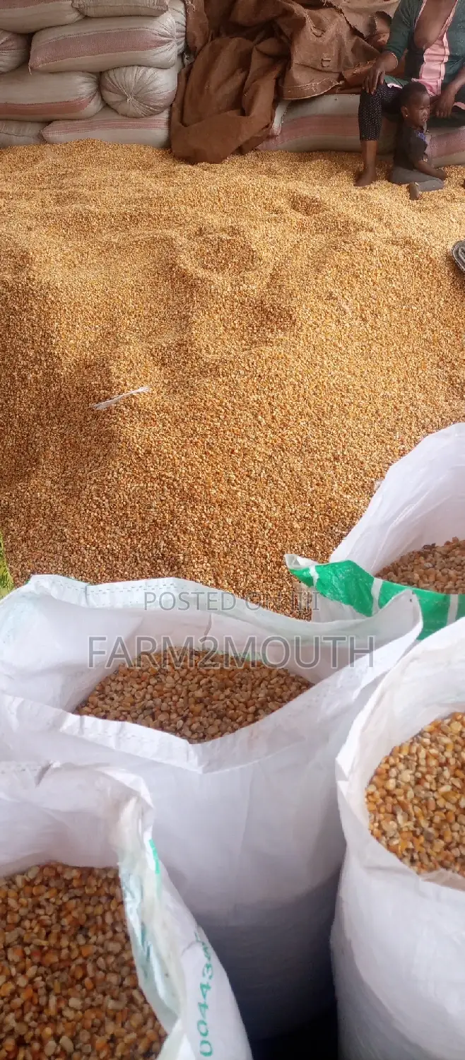 Dry Yellow and White Maize Both 100kg and 150kg