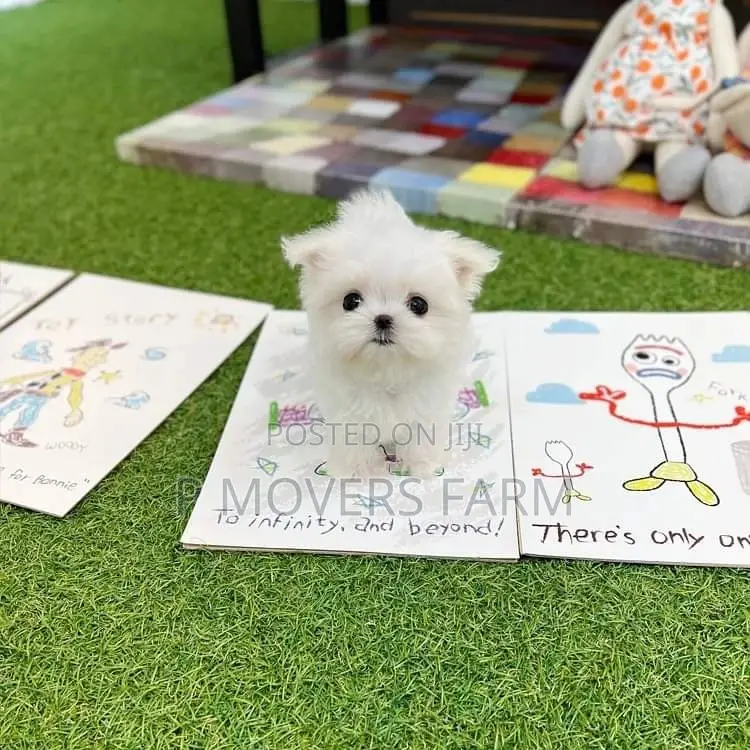 1-3 months Male Purebred Lhasa Apso