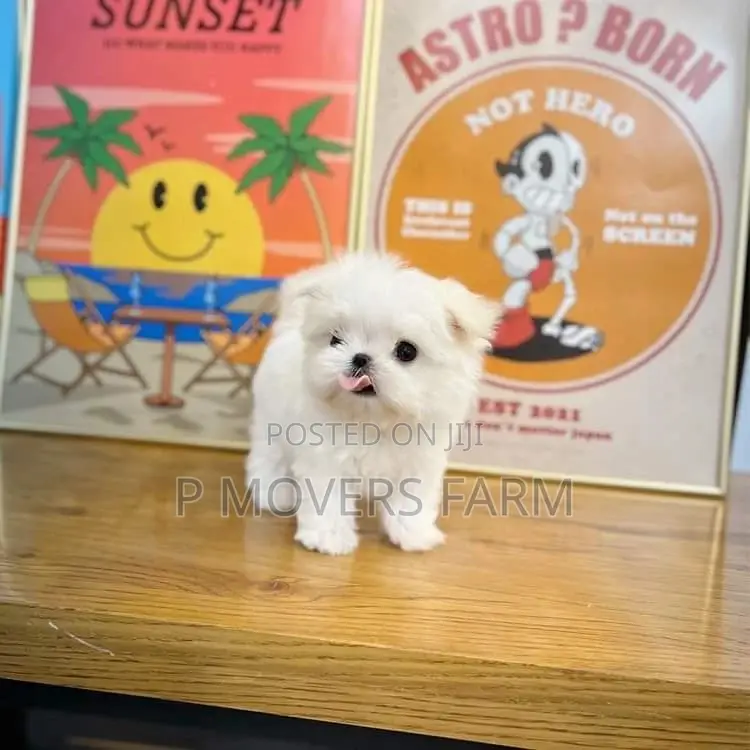1-3 months Female Purebred Lhasa Apso