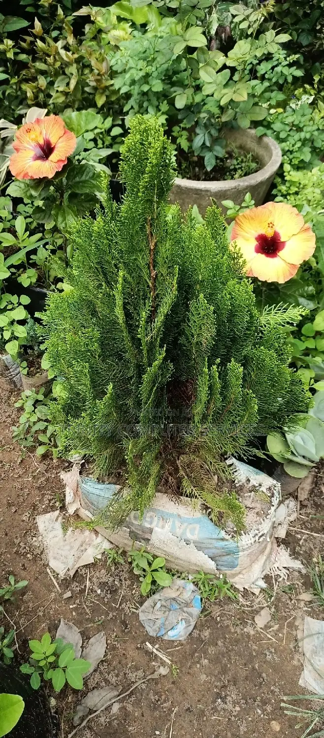 All Kinds of Natural Flowers