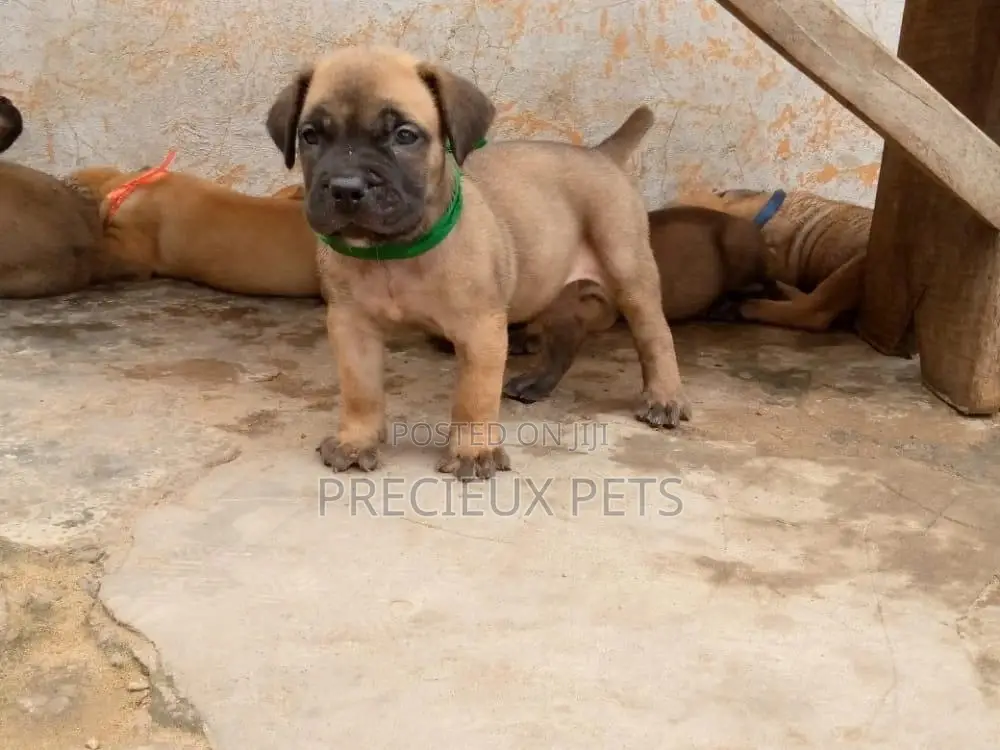 1-3 Months Female Purebred Boerboel