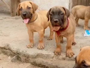 1-3 Months Female Purebred Boerboel