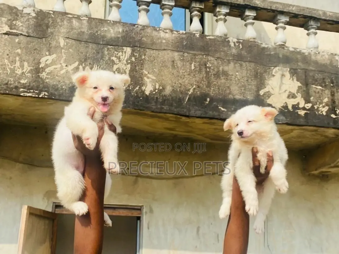 0-1 Month Male Purebred American Eskimo