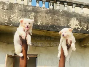 0-1 Month Male Purebred American Eskimo