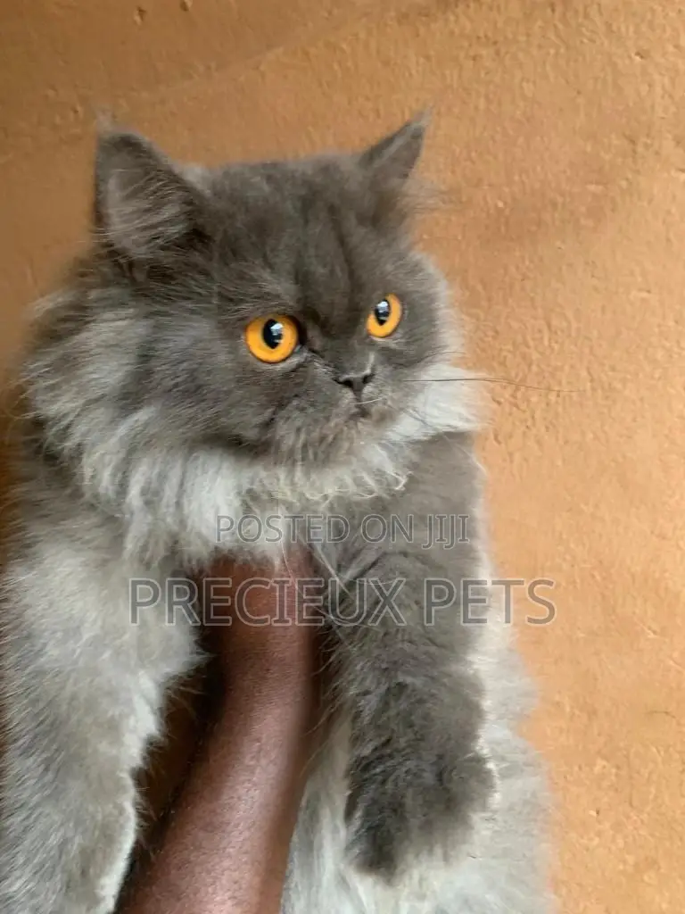 Persian Cats Mating/Crossing