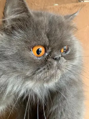 Persian Cats Mating/Crossing