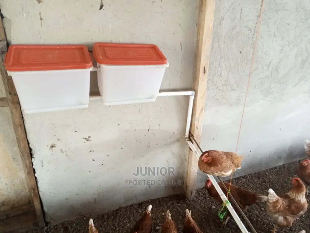 Water Basin for Free Range and Cage Animal / Poultry Farming