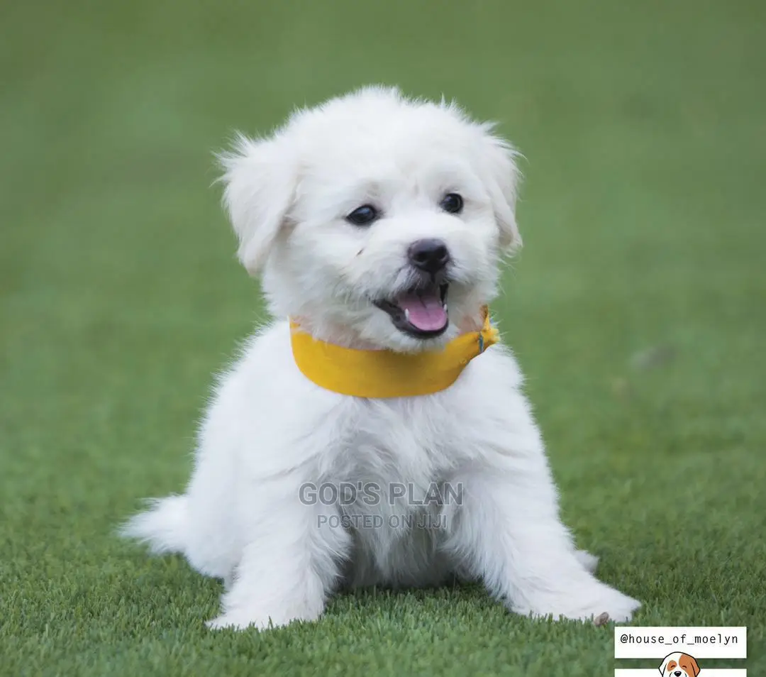 1-3 months Female Purebred Maltese