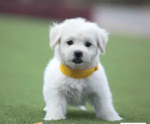 1-3 months Female Purebred Maltese