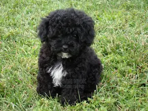 1-3 months Male Purebred Poodle