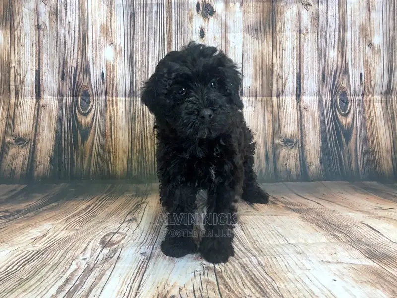 1-3 months Male Purebred Poodle