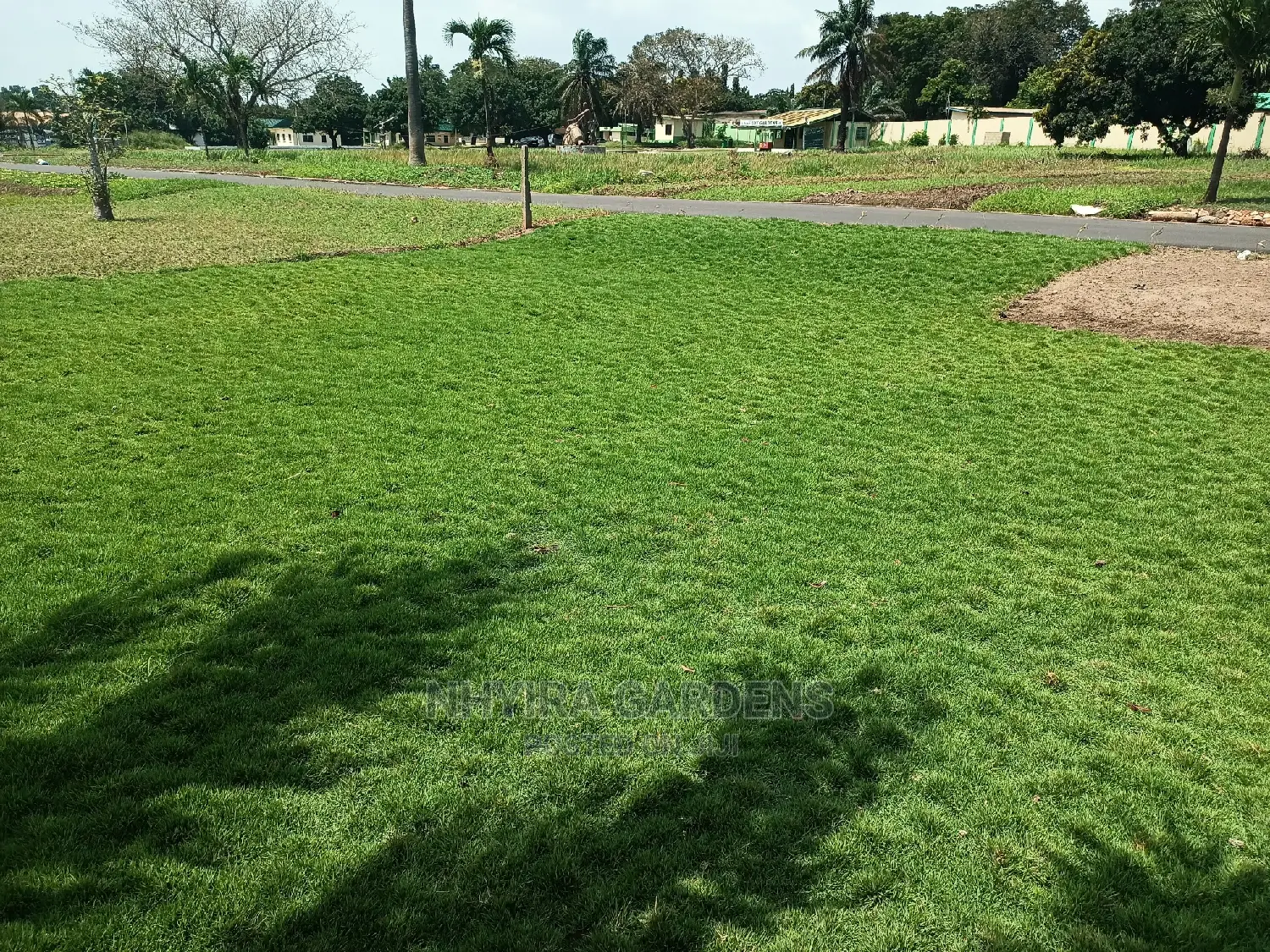 Yard Grassing (Green Grass Planting)