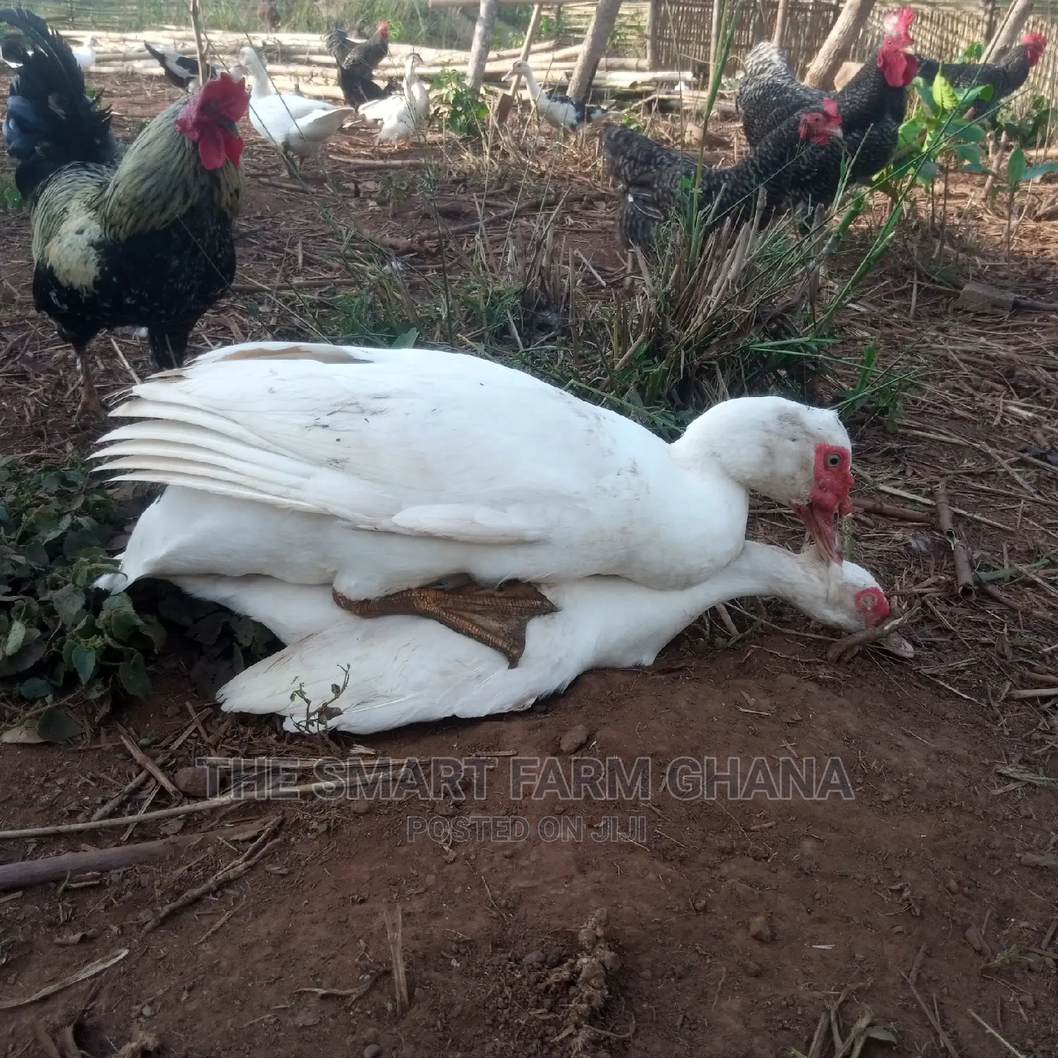 Muscovy Ducks