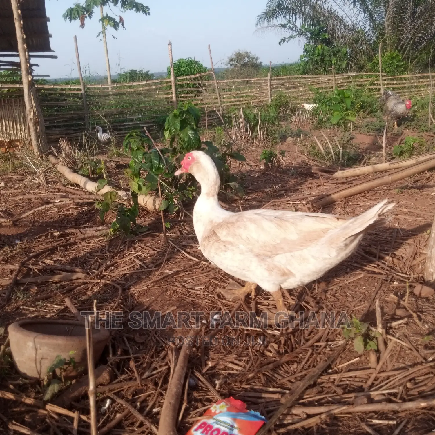 Muscovy Ducks