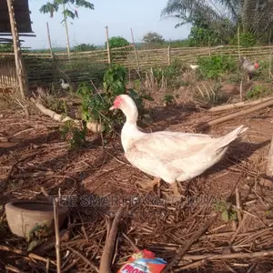 Muscovy Ducks