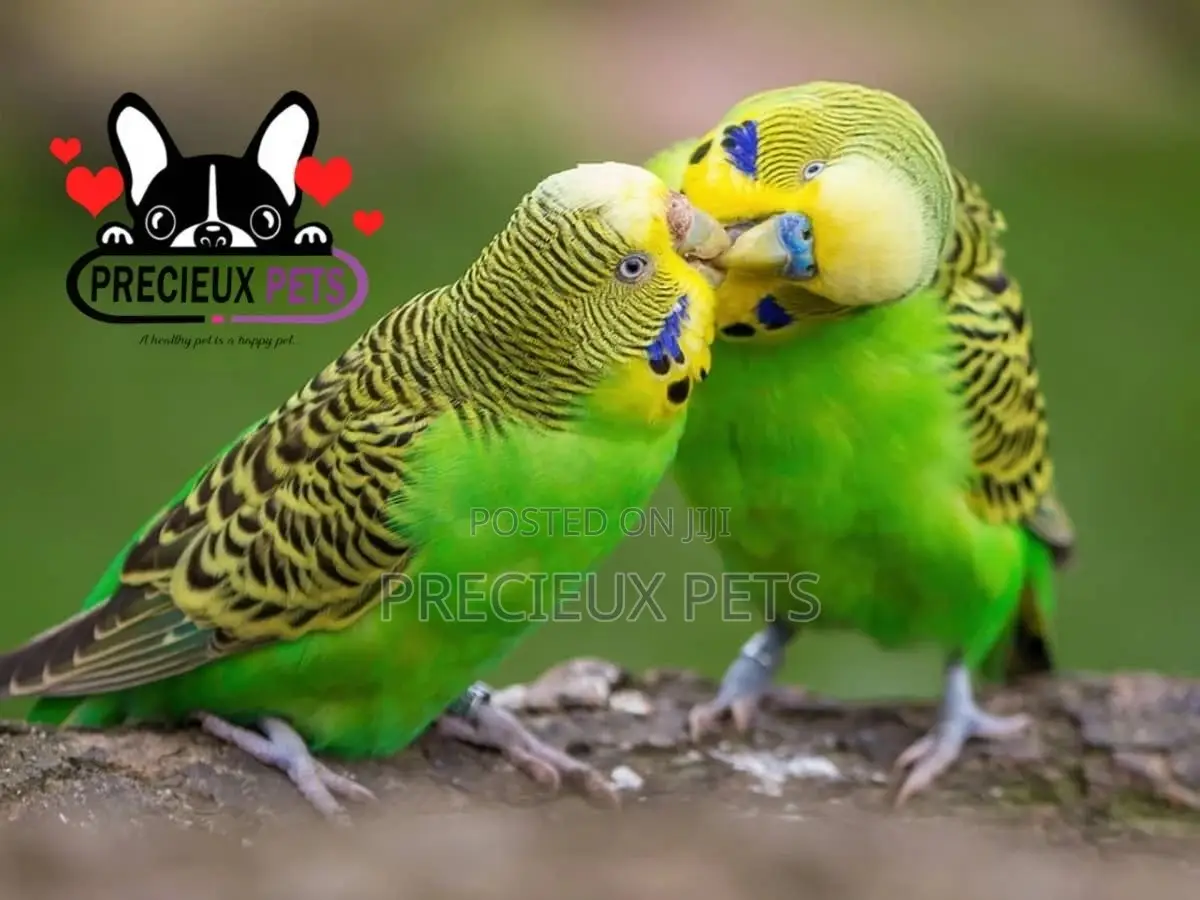 Budgies Parakeets