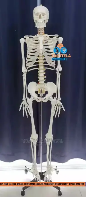 Skeleton Model (85cm)