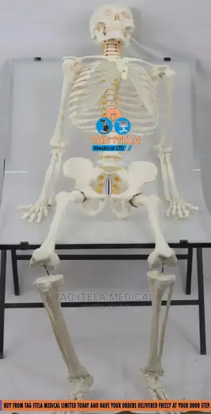 Skeleton Model (85cm)