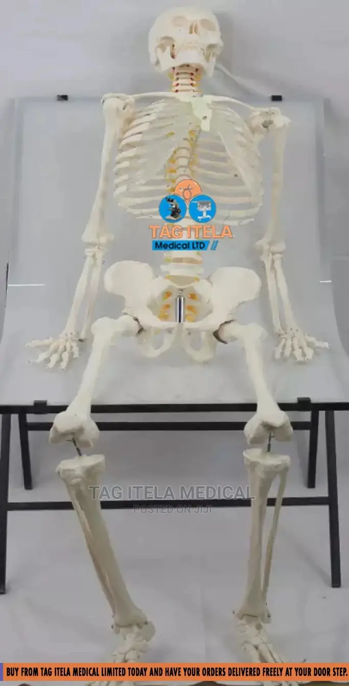 Skeleton Model (85cm)