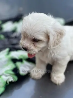 1-3 months Female Purebred Poodle