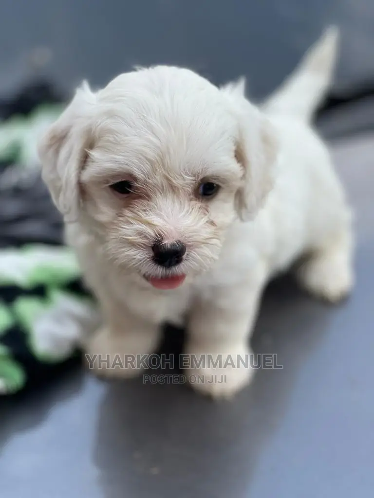 1-3 months Female Purebred Poodle