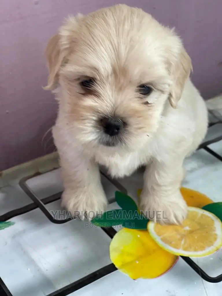 1-3 months Female Purebred Poodle