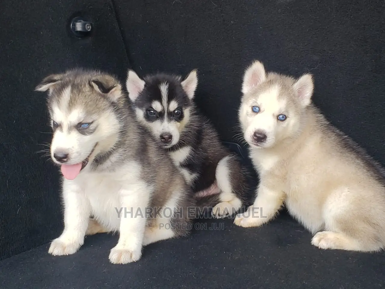 1-3 months Female Purebred Siberian Husky