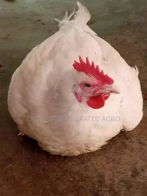 Matured Broilers