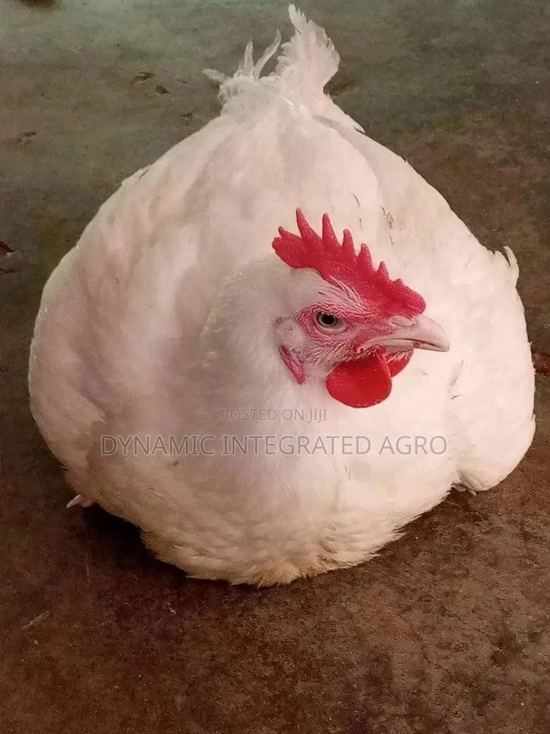 Matured Broilers