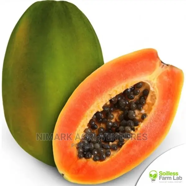 Pawpaw Seeds And Fruits - Dwarf