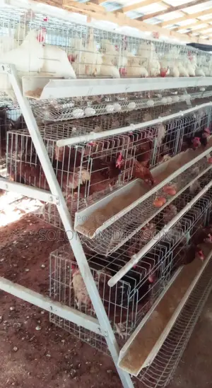 Battery Cage for Layers